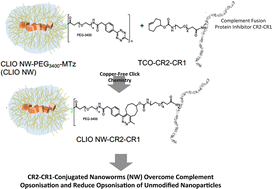Graphical abstract: Bioorthogonal tuning of nanosurface opsonisation via click coupling of a complement fusion protein inhibitor