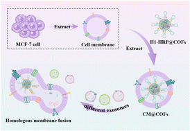 Graphical abstract: Preparation of covalent organic frameworks coated with cell membranes for precise analysis of cancer exosomes