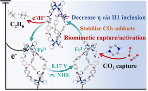 Graphical abstract: A bioinspired metal–organic helicate drives electrocatalytic ethane production from carbon dioxide