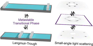Graphical abstract: Dynamic structural evolution of soft colloidal monolayers under uniaxial compression