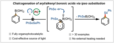 Graphical abstract: Visible light-induced ipso-chalcogenation of aryl/alkenyl boronic acids assisted by a chalcogen-radical transfer (ChRT) strategy