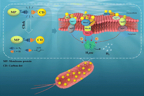 Graphical abstract: A synthetic protein plug for assembly of bio-nano-hybrids with direct electron transfer powered photobiocatalysis