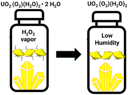 Graphical abstract: Single crystal growth and structural characterization of synthetic U(vi) peroxide phases, studtite (UO2(O2)(H2O)2·2H2O) and metastudtite (UO2(O2)(H2O)2)