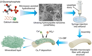 Graphical abstract: Microwave-assisted rapid synthesis of ultralong hydroxyapatite nanowires using glycerophosphate and their ordered assembly into flexible macroscopic fibers