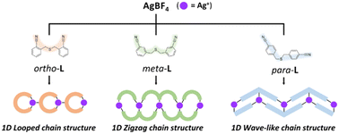 Graphical abstract: Regioisomer-directed structural diversity in one-dimensional silver(i) coordination polymers