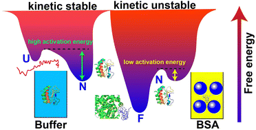 Graphical abstract: BSA kinetically traps protein KH1 in unfolded state