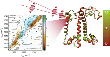 Graphical abstract: pH-dependent structural alterations in LHCII revealed by two-dimensional infrared spectroscopy