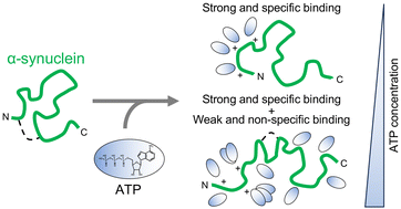 Graphical abstract: Moiety-specific mechanism of ATP's hydrotropic action on α-synuclein