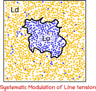 Graphical abstract: Study of line tension and its impact on protein organization in model domain-forming membranes