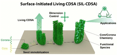 Graphical abstract: Surface-initiated living crystallization-driven self-assembly: from precision nanofabrication to functional interfaces