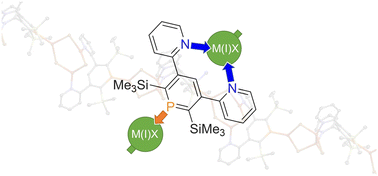 Graphical abstract: Janus-faced coordination chemistry of pyridyl-functionalized phosphinines with Cu(i) and Au(i)