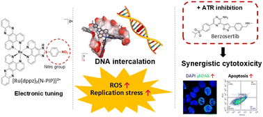 Graphical abstract: Nitro-substituted ruthenium(ii) polypyridyl complexes synergise with ATR inhibitors to enhance replication stress in cancer cells