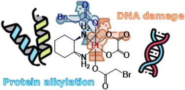 Graphical abstract: Engineering oxaliplatin(iv) prodrugs with monohaloacetates for redox-responsive and multimodal anticancer activity
