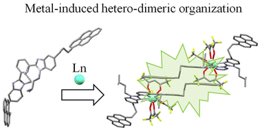Graphical abstract: Tailoring exciplex formation in metal-induced supramolecular organization
