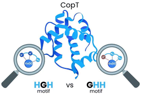 Graphical abstract: From cysteines to histidines – chemically distinct Cu(ii)-binding motifs in the C-terminal region of archaeal CopT regulators