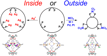 Graphical abstract: In or out? Adaptive metal binding by a diphosphine-based Zr metal–organic cage