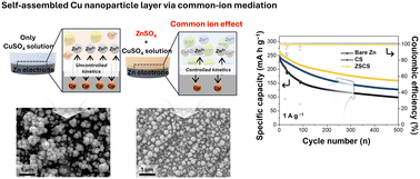 Graphical abstract: Common-ion driven self-assembly of Cu nanoparticles for interfacial stabilization of Zn anodes