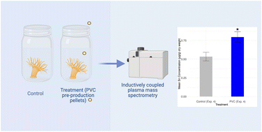Graphical abstract: Sea anemones extract tin associated with polyvinyl chloride pre-production pellets