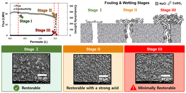 Graphical abstract: Performance restoration of membranes degraded by fouling and wetting in membrane distillation