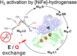 Graphical abstract: A conserved glutamate orchestrates transitions between catalytic intermediates in [NiFe]-hydrogenase