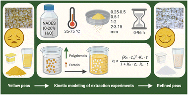 Graphical abstract: From bitter to better: optimizing polyphenol extraction from yellow pea (Pisum sativum L.) using natural deep eutectic solvents (NADES) for improved plant protein products