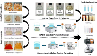 Graphical abstract: Biorefining of crab shells for protein recovery using natural deep eutectic solvents: physicochemical and functional characterization of crab shell proteins