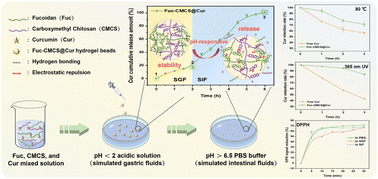 Graphical abstract: Preparation and characterization of pH-responsive fucoidan/carboxymethyl chitosan hydrogel beads for curcumin encapsulation and in vitro gastrointestinal release