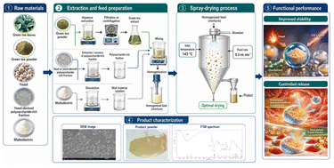 Graphical abstract: Optimization of spray-dried green tea polyphenol microcapsules using a yeast-derived polysaccharide-rich fraction: encapsulation performance, structural characterization, and controlled release behavior
