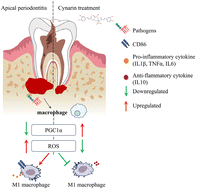 Graphical abstract: Cynarin alleviates apical periodontitis by inhibiting macrophage M1 polarization via the PGC1α/ROS signaling axis
