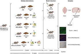 Graphical abstract: Oleic and omega-3 fatty acids buffer neuroinflammation in a scopolamine model with Alzheimer's-like features via target-level interactions