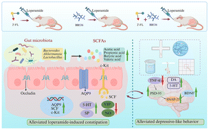 Graphical abstract: Alleviating effects of 2′-fucosyllactose combined with Bifidobacterium longum BB536 on loperamide-induced constipation and depressive-like behavior
