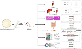 Graphical abstract: Lactobacillus plantarum ameliorates high-fat-diet-induced dyslipidemia via cholesterol metabolism and gut microbiota modulation