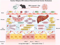 Graphical abstract: Taurine mitigates bisphenol A-induced maternal–fetal oxidative stress and improves fetal weight by regulating Nrf2-Keap1 pathway, gut microbiota and bile acid metabolism