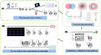 Graphical abstract: Aloe-emodin alleviates CUMS-induced depressive-like behavior in male C57BL6 mice via neuroinflammation