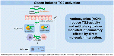 Graphical abstract: Cyanidin and delphinidin inhibit transglutaminase 2 and mitigate inflammatory effects of IFN-γ and TNF-α by molecular interaction