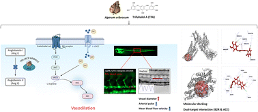 Graphical abstract: Marine phlorotannin Trifuhalol A coordinately regulates endothelial nitric oxide signaling and ACE activity to maintain vascular homeostasis