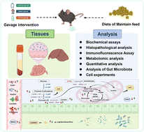 Graphical abstract: Non-ethanol components of Baijiu alleviate ethanol-induced energy metabolism disorder and gut microbiota dysbiosis in mice