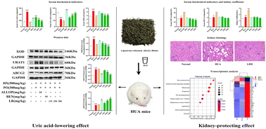 Graphical abstract: Hypouricemic and renal protective effects of the Chinese functional tea Ligustrum robustum on hyperuricemic mice