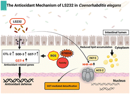 Graphical abstract: Latilactobacillus sakei ZFM232 alleviates age-related lipid metabolism disorders and enhances antioxidant defense in Caenorhabditis elegans