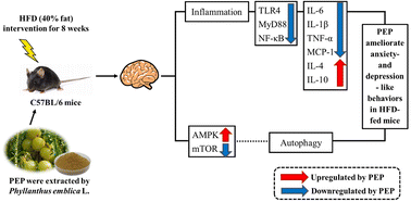Graphical abstract: Phyllanthus emblica L. polysaccharides attenuate anxiety disorder-like behavior in high-fat diet-fed mice