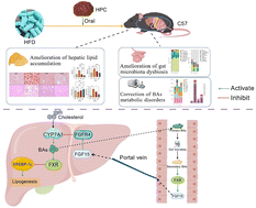Graphical abstract: The hawthorn (Crataegus pinnatifida) procyanidin extract attenuates nonalcoholic fatty liver disease in mice via remodeling the bile acid profile driven by gut microbiota and regulating the FXR pathway
