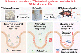 Graphical abstract: Tibetan kefir grain-fermented milk attenuates DSS-induced colitis through coordinated regulation of intestinal barrier function, inflammation, and gut microbiota