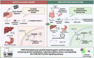 Graphical abstract: Protective efficacy and related mechanism of a new ADH activating peptide YRPG from Lactococcus lactis against acute alcohol-induced injury