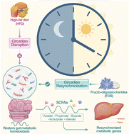 Graphical abstract: Coordinated changes in microbiota features, short-chain fatty acids, and peripheral clocks accompany fructo-oligosaccharide–associated metabolic improvement