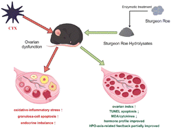 Graphical abstract: Sturgeon roe protein hydrolysate alleviates cyclophosphamide-induced ovarian dysfunction in mice with reduced ovarian oxidative–inflammatory injury, granulosa cell apoptosis, and HPO axis-related endocrine imbalance