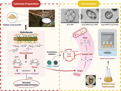 Graphical abstract: Sustainable conversion of lignocellulose hydrolysates without detoxification treatment to biodegradable poly(3-hydroxybutyrate) by a Halomonas venusta DSM4743 cell factory