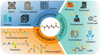 Graphical abstract: Muconic acid: a renewable platform monomer for polymer materials