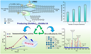 Graphical abstract: Solubilization of crystalline chitin with a single LPMO: generating chito-oligosaccharides with unprecedented bioactivity