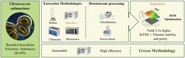 Graphical abstract: Towards scalable production of bound extracellular polymeric substances (B-EPS): autoclave hydrothermal extraction coupled with solvent-free ultrafiltration
