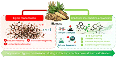 Graphical abstract: Active lignin stabilization in lignocellulosic biomass fractionation: mechanisms and advancements